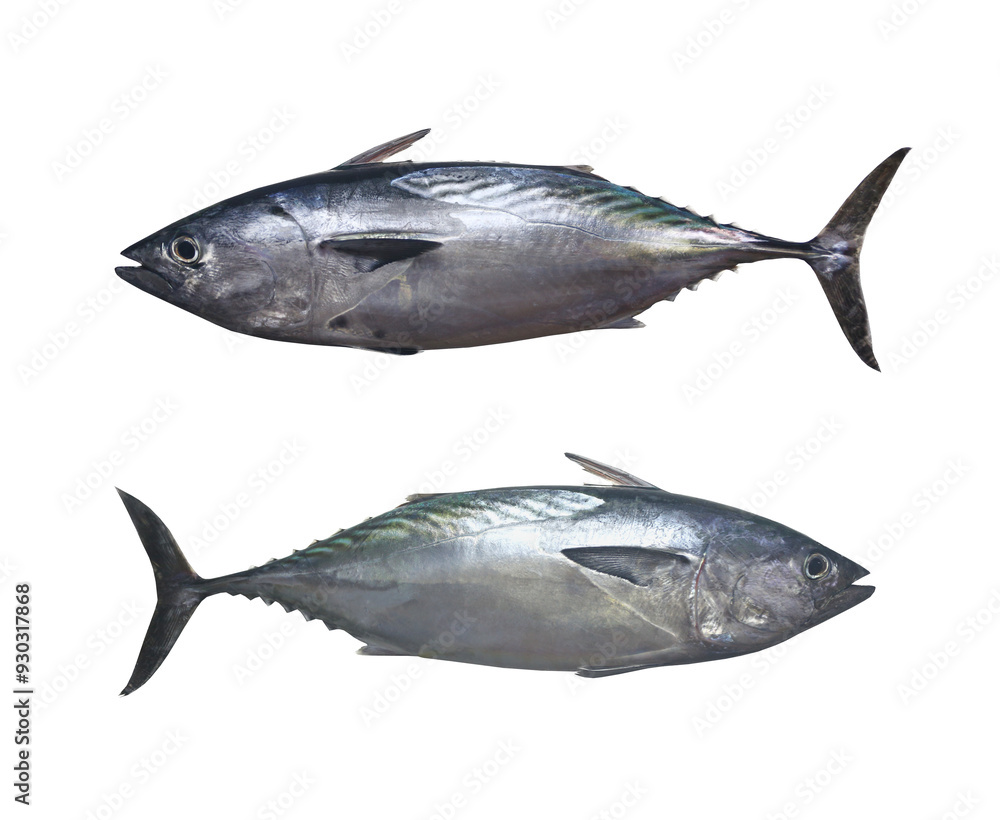 Mackerel tuna which has a long body, with transparent image.