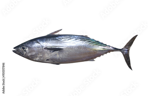 Obraz na płótnie Mackerel tuna which has a long body, with transparent image. w salonie