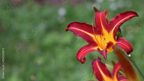 A tawny daylily in full bloom in a garden, showcasing its vibrant red and yellow petals.