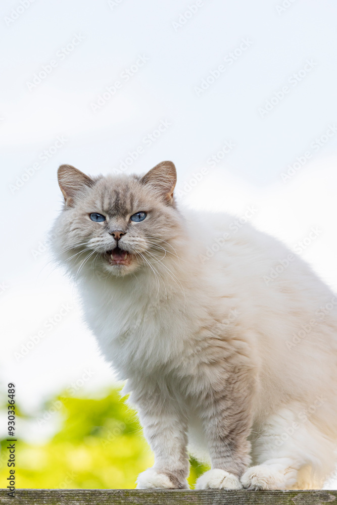 Obraz premium Vertical highkey portrait of Cream colored Ragdoll cat with typical blue eyes