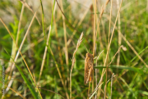 Grasshopper clinging to a blade of grass, close-up