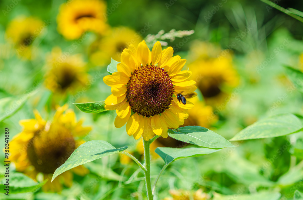 夏の日差しに輝くひまわり畑
