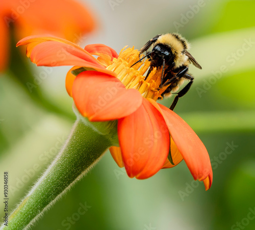 Bee on Orange Flower