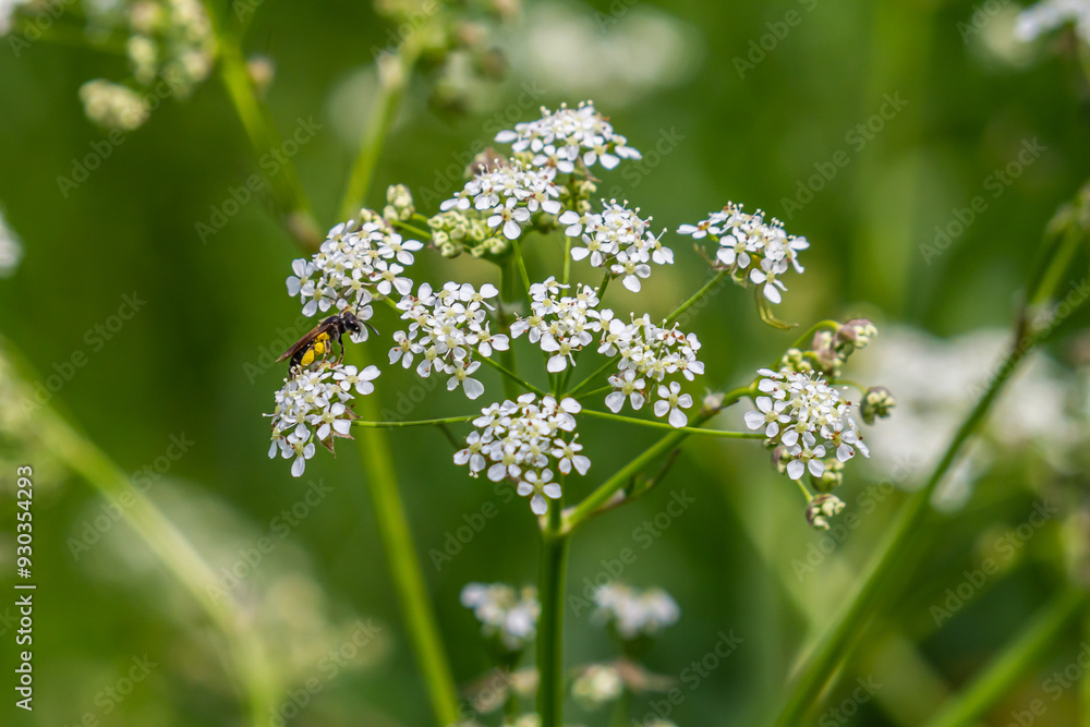 White Chaerophyllum aureum plant with smooth bokeh White Chaerophyllum aureum plant with smooth bokeh