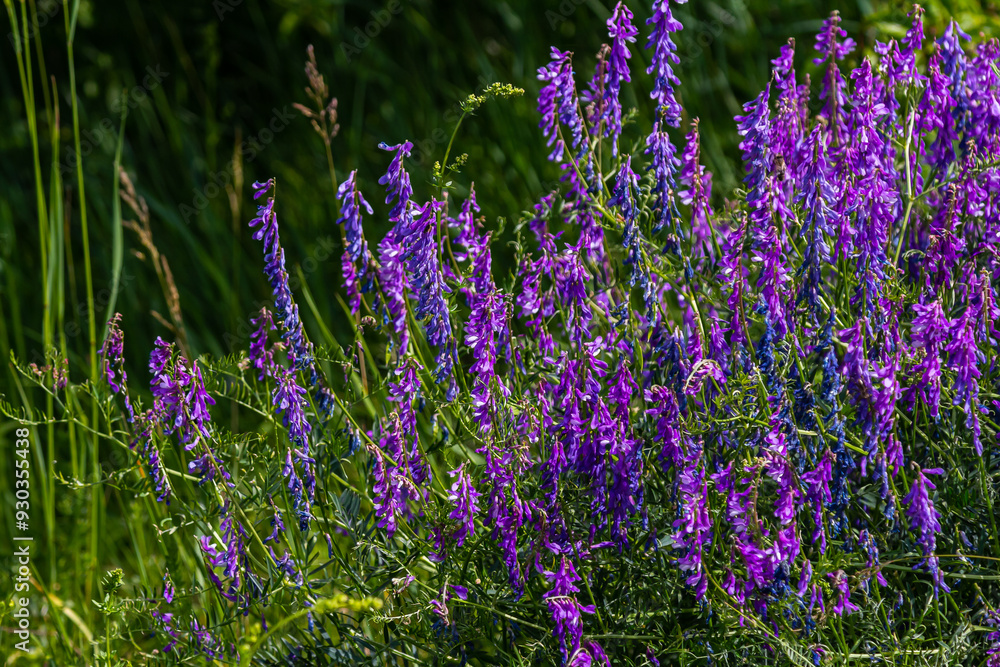 Vetch, vicia cracca valuable honey plant, fodder, and medicinal plant. Fragile purple flowers background. Woolly or Fodder Vetch blossom in spring garden Vetch, vicia cracca valuable honey plant, fodder, and medicinal plant. Fragile purple flowers background. Woolly or Fodder Vetch blossom in spring garden
