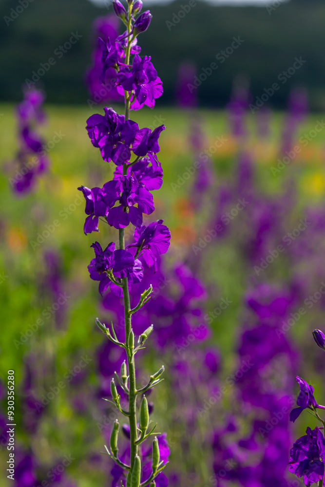 Naklejka premium Consolida orientalis. Eastern Larkspur. Bright purple flowers on a green meadow