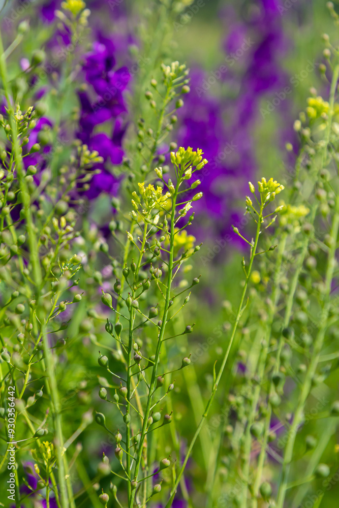 Camelina microcarpa, Brassicaceae. Wild plant shot in spring