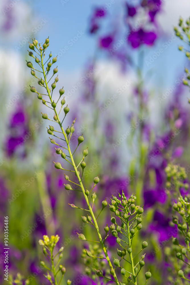 Obraz premium Camelina microcarpa, Brassicaceae. Wild plant shot in spring