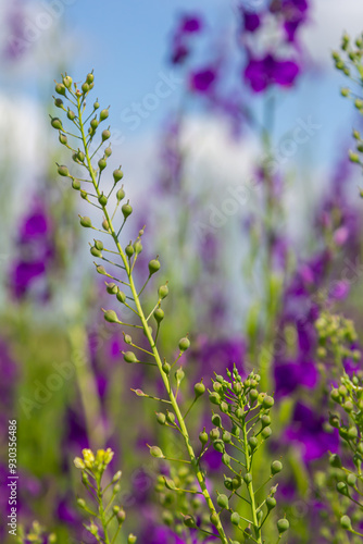 Camelina microcarpa, Brassicaceae. Wild plant shot in spring photo