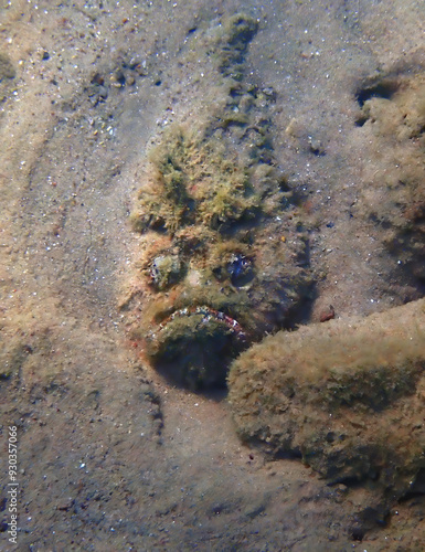 Stone fish , scientific name is Synanceia verrucosa, it is a master of camouf...