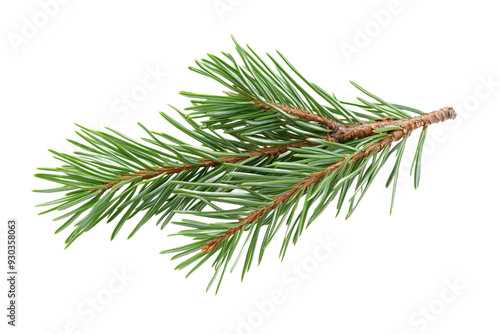 Pine Branch with Green Needles - Isolated on White Transparent Background, PNG
 photo