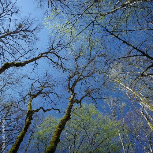 Des arbres qui contrastent avec le ciel bleu