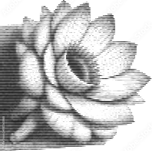 Wallpaper Mural white flower illusion made from stripes Torontodigital.ca