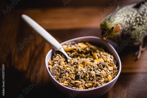 small pet bird, domestic, a calopsita, feeding on a bowl of cereals photo