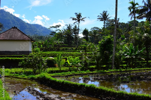 A beautiful rice field in Ubud Bali Indonesia August 2022. This was on a bright sunny day and the sight was truly breath taking. There was lots of traditional farming methods to be seen here.