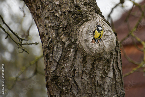 Eine Kohlmeise sitzt vor ihrem Nest an einem Astloch von einem Nussbaum photo