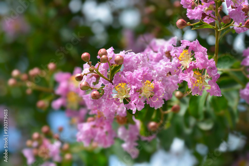 Crepe myrtle flowers