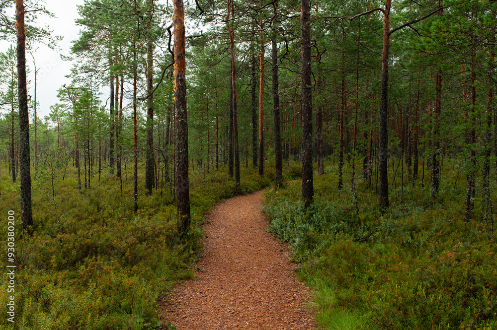 World Tourism Day, National Take a Hike Day. Long wooden boardwalk through forest in Estonia World Tourism Day, National Take a Hike Day. Long wooden boardwalk through forest in Estonia