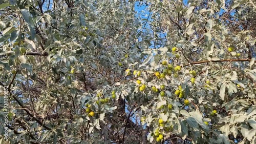 jida tree in kazakhstan asian garden photo