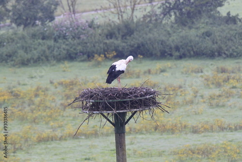 Weißstorch (Ciconia ciconia)