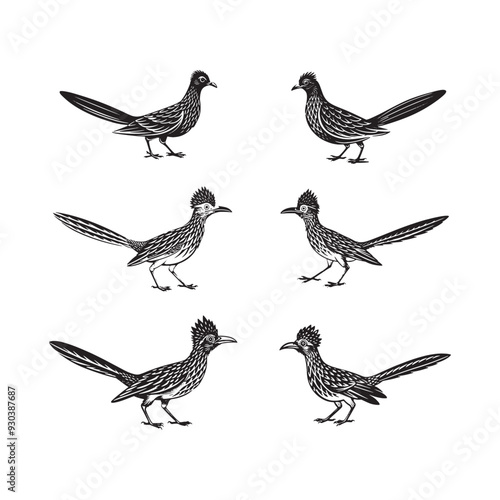 Roadrunner Bird  6 set silhouette photo