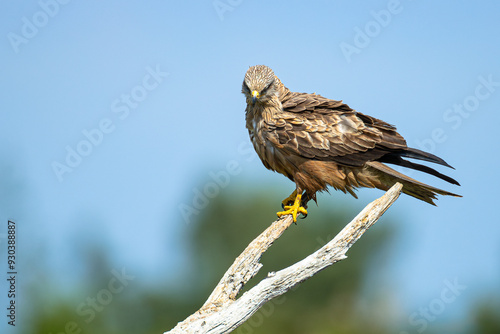 Valokuva Black Kite resting on a branch