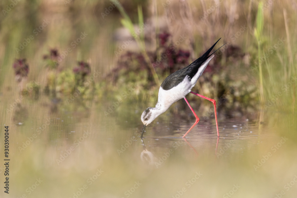 Obraz premium Black-winged Stilt in the morning light