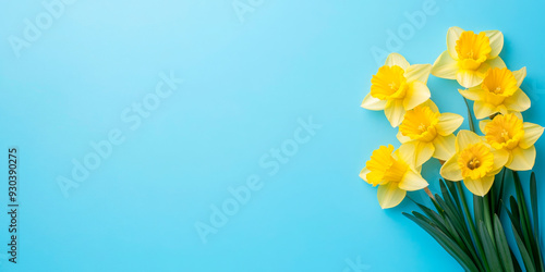Vibrant yellow daffodils arranged on a bright blue background, symbolizing the arrival of spring and freshness.