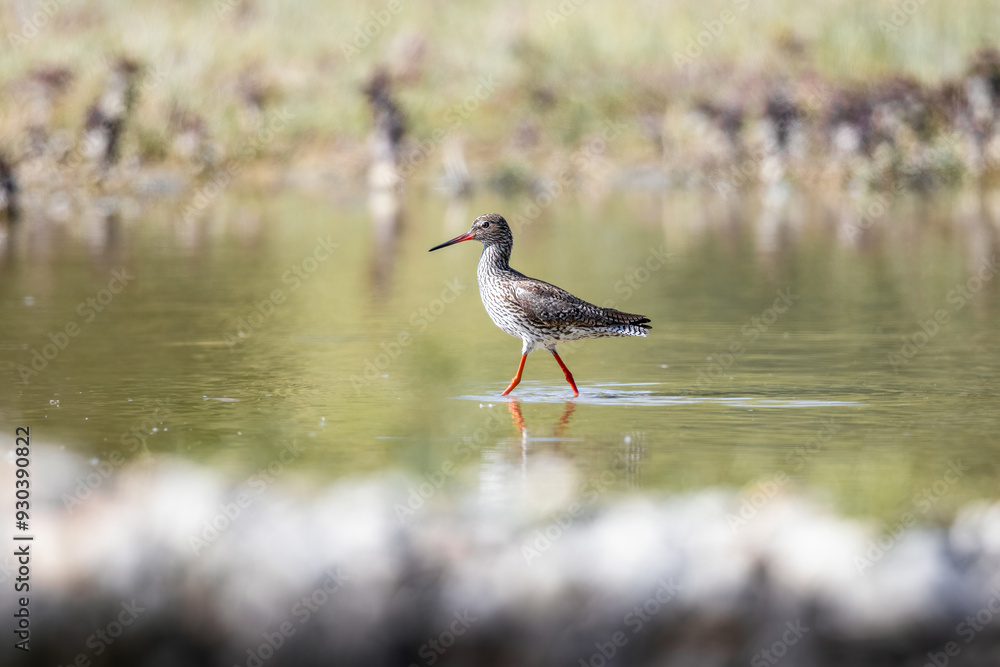 Obraz premium Common Redshank