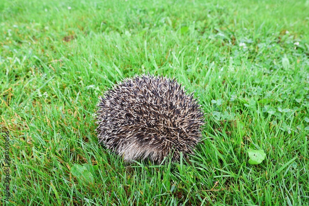 Curled up hedgehog in the grass. Hedgehog protects itself from danger. Curled up hedgehog in the grass. Hedgehog protects itself from danger.