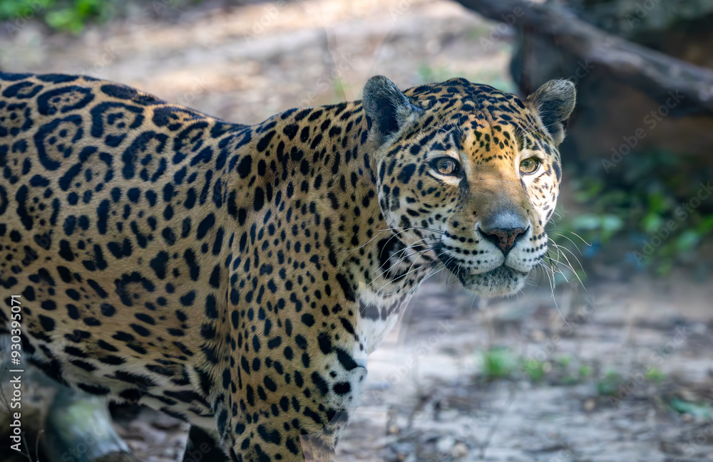 Obraz premium Jaguars live in a variety of habitats throughout South American and the jaguar seen here is at a zoo in Alabama.. 
