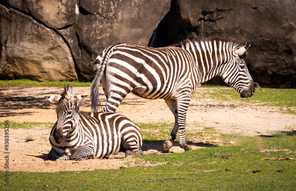 Grant's Zebra Laing in the dust on a hot day at a zoo in Alabama. Grant's Zebra Laing in the dust on a hot day at a zoo in Alabama.