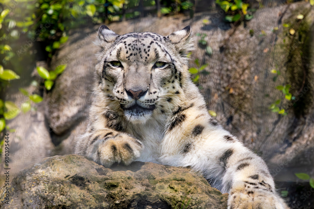 Exquisite Snow Leopard found wild in the Himalayas, seen here searching for shade at a zoo in Alabama. Exquisite Snow Leopard found wild in the Himalayas, seen here searching for shade at a zoo in Alabama.