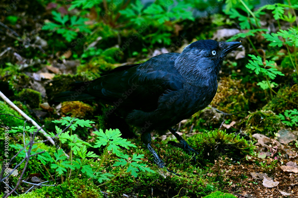 Obraz premium Dohle // Western jackdaw (Coloeus monedula)