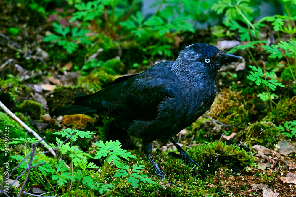 Obraz premium Western jackdaw // Dohle (Coloeus monedula) 