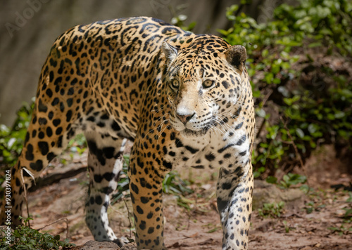 Jaguars live in a variety of habitats throughout South American and the jaguar seen here is at a zoo in Alabama.. 