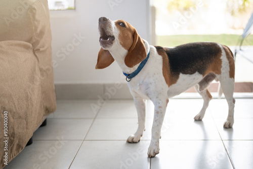 Принти на полотні Howling beagle breed dog