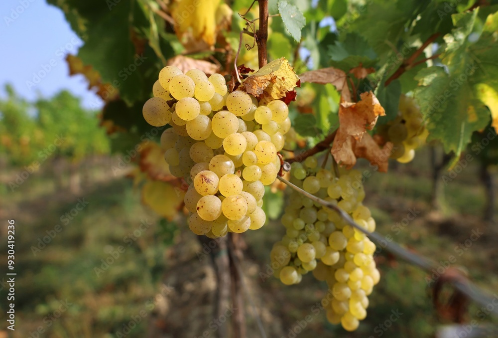 Fototapeta premium Ripe Ribolla Gialla grape hanging on vine at the end of summer.
