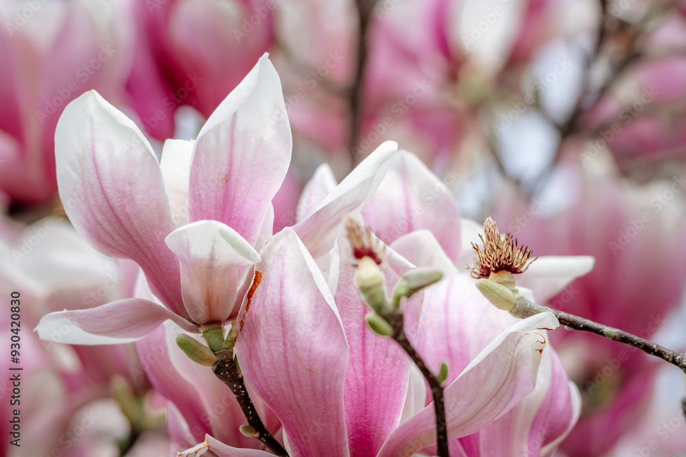 Obraz premium Magnolia Sulanjana flowers with petals in the spring season. beautiful pink magnolia flowers in spring, selective focusing.