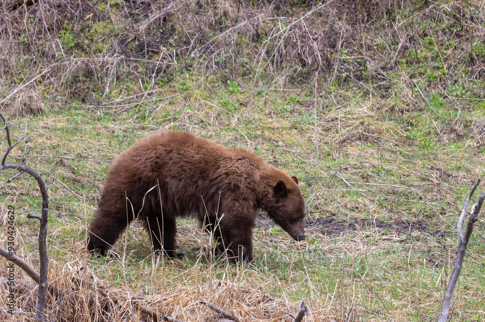 Black Bear in Yellowstone National Park Wyoming in Springtime Black Bear in Yellowstone National Park Wyoming in Springtime