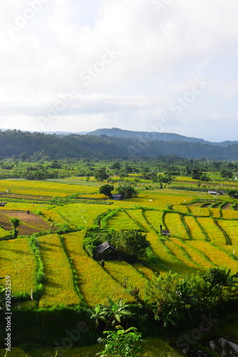 A beautiful rice field in Ubud Bali Indonesia August 2022. This was on a bright sunny day and the sight was truly breath taking. There was lots of traditional farming methods to be seen here.