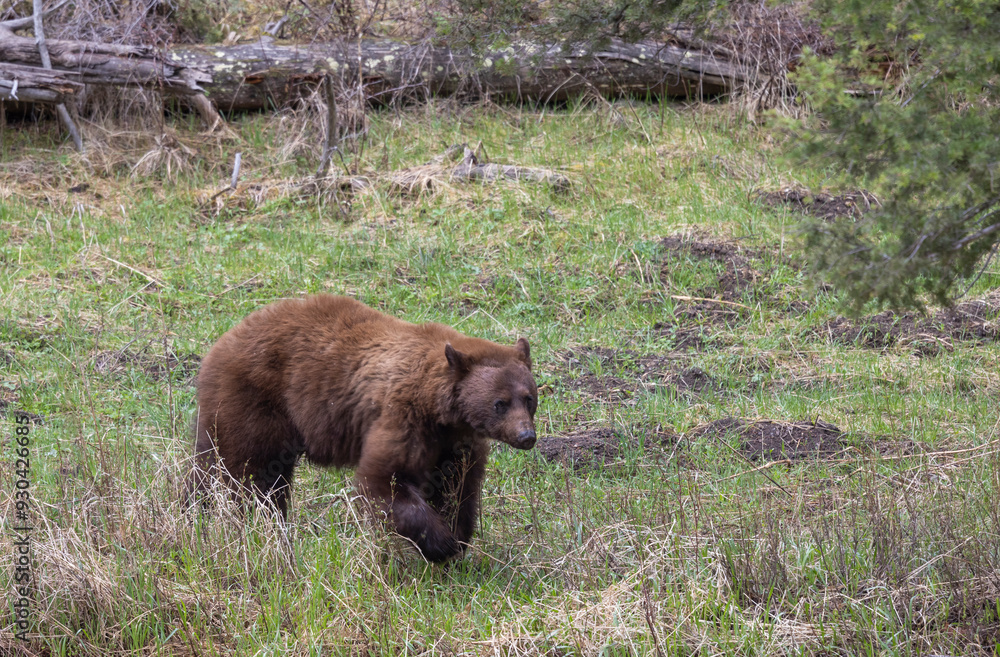 Black Bear in Yellowstone National Park Wyoming in Springtime