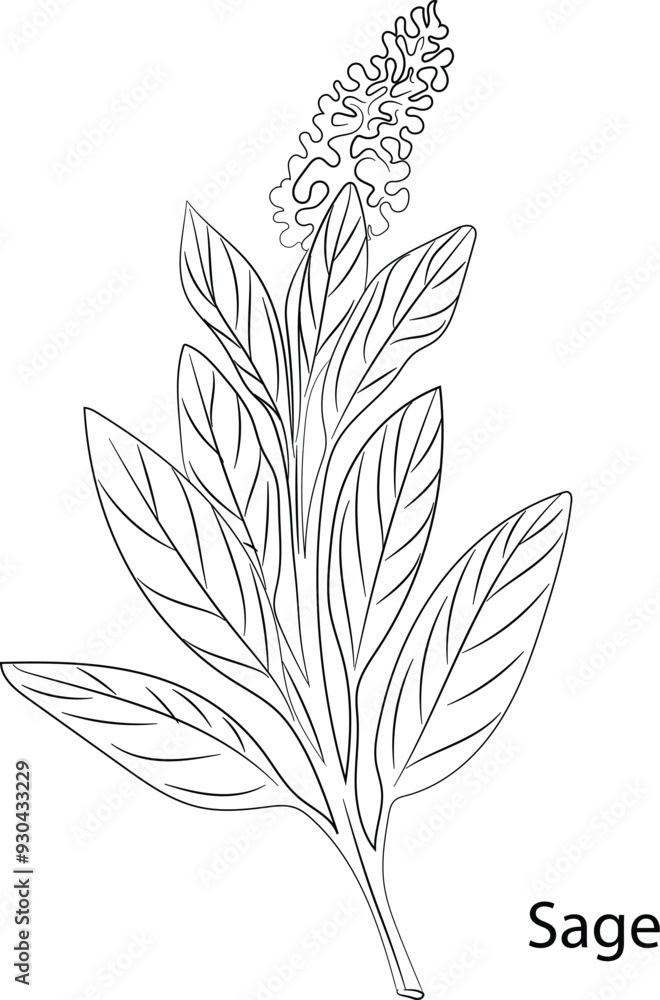 Obraz premium Sage Herb Garden concept, popular culinary herbs. For cosmetics, store, health care, tag label, food design, Hand drawn in thin line style
