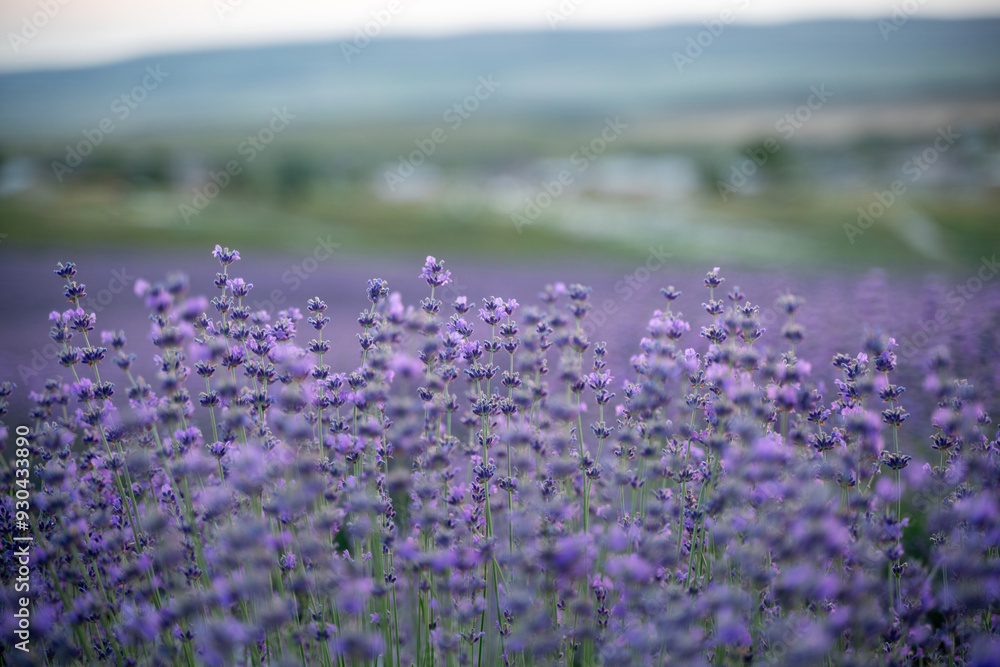 Naklejka premium Blooming lavender field. Beautiful purple flowers. Regional organic cultivation.