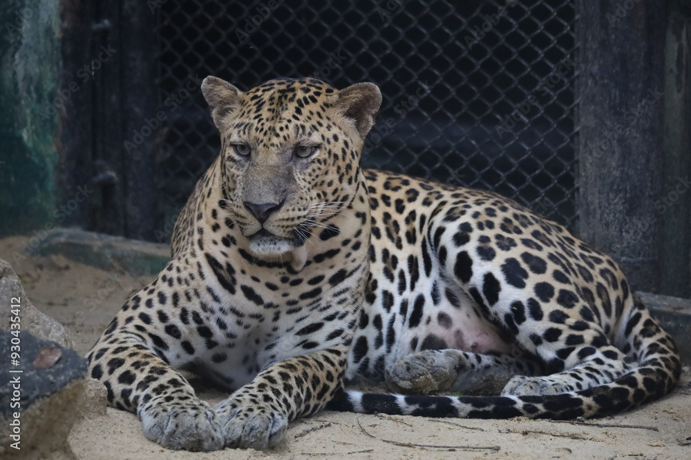 The leopard tiger is rest in zoology The leopard tiger is rest in zoology