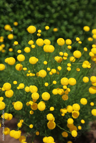 Macro image of Green Lavender Cotton flowers, Derbyshire England
 photo