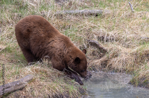 Wallpaper Mural Black Bear in Yellowstone National Park Wyoming in Springtime Torontodigital.ca