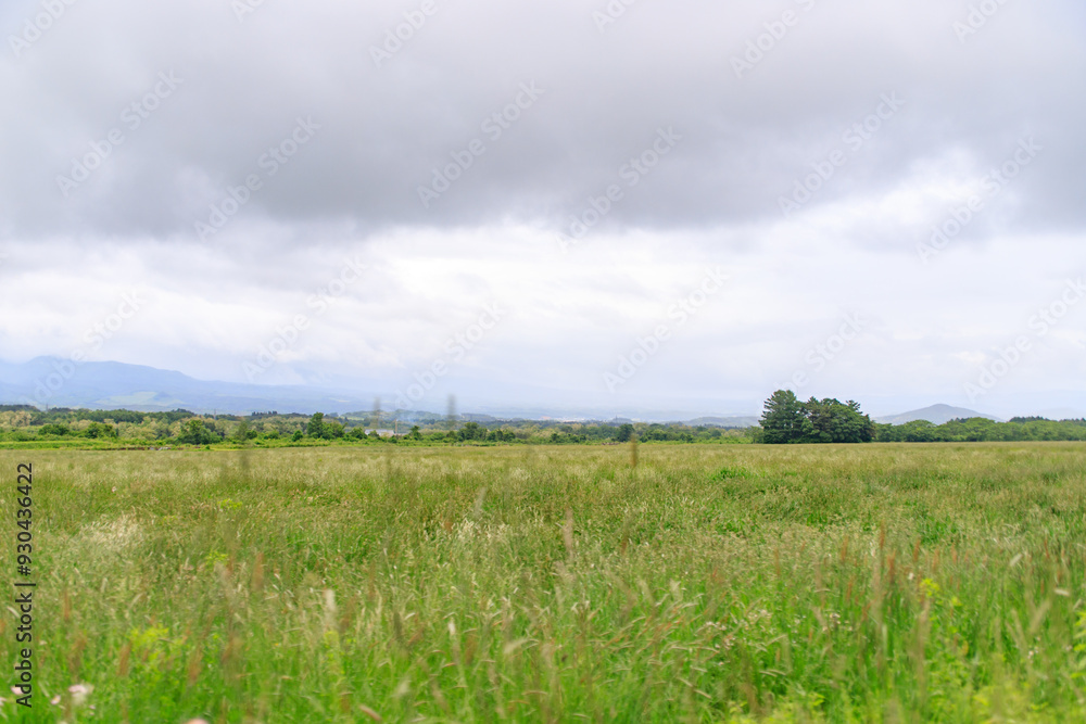 Fototapeta premium Expansive Green Meadow Under a Cloudy Sky