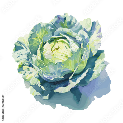 Beautiful clip art illustration with watercolor tasty cabbage vegetable isolated on white background. Healthy vegan food.