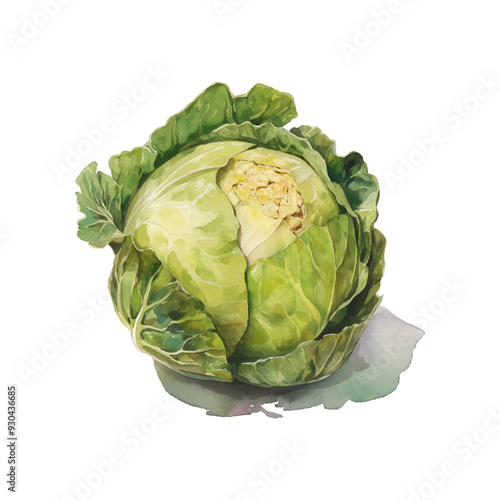Beautiful clip art illustration with watercolor tasty cabbage vegetable isolated on white background. Healthy vegan food.